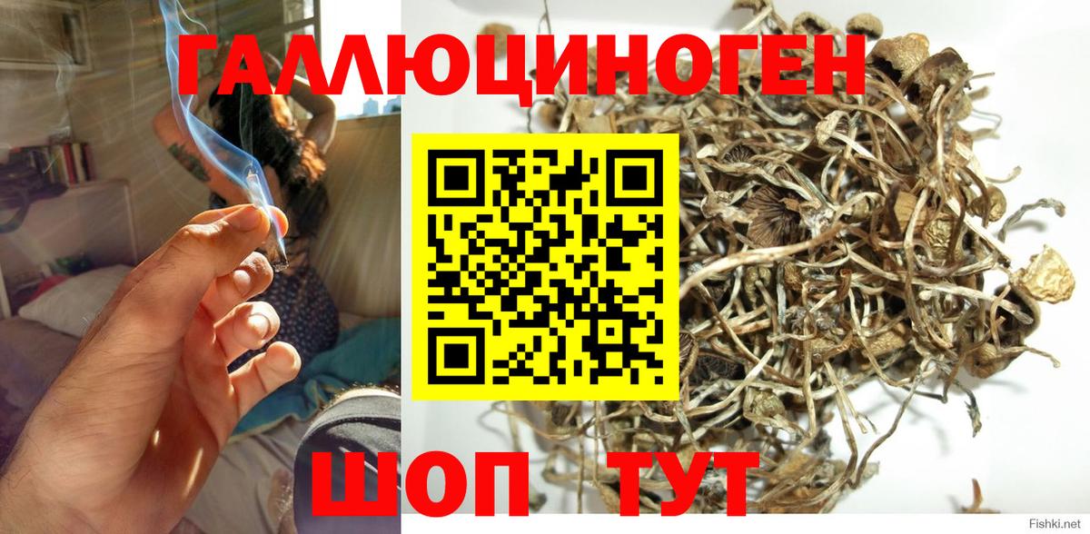 Галлюциногенные грибы Psilocybe Мурино